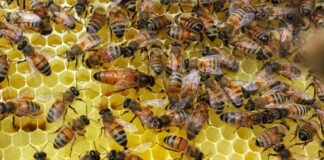 Shkencëtarët paralajmërojnë: Rënia e numrit të insekteve mund të rrisë masivisht faturat e ushqimit!